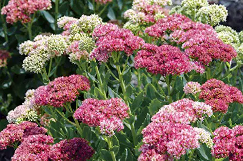 Sedum-Samen Ussuriense ‚Pink Beacon‘ für den Garten