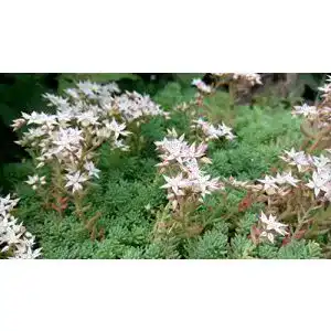 Sedum samen grow your secret garden weisser mauerpfeffer
