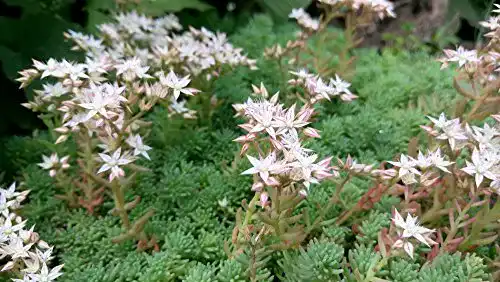 Sedum Album Samen für weißen Mauerpfeffer zur Gartenveredelung