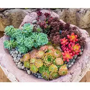 Sedum samen kraeuma sedum mischung min 300 samen