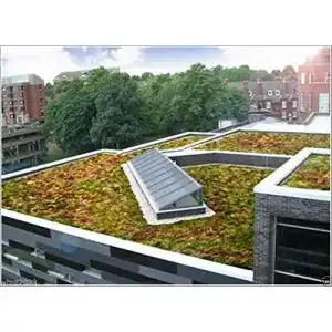 Sedum samen svi 200 samen sedum schoene mix farben