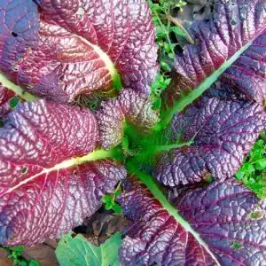 Senf samen samen schenker roter senf red giant 250 samen