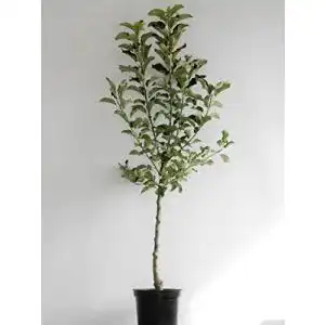 Weisser klarapfel baumschule mueller apfel ca 150cm im 10 liter