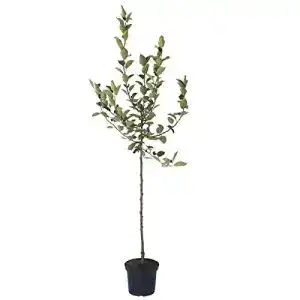 Weisser klarapfel muellers gruener garten shop apfelbaum