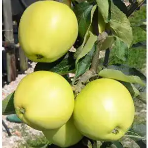 Weisser klarapfel muellers gruener garten shop sommerapfel syn