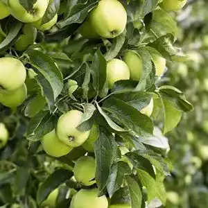 Weisser klarapfel pflanzen fuer dich apfel baum frueh