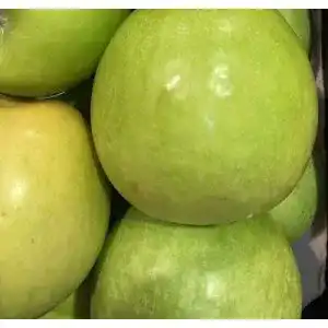 Weisser klarapfel pflanzhits 1st kraeftig gewachsen im grossen topf