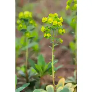 Wolfsmilch bamberger staudengarten strobler euphorbia