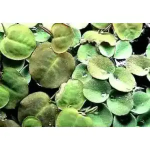 Wolfsmilch muehlan wasserpflanzen 20 x wasser phyllanthus