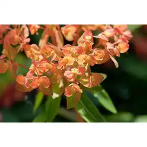 Wolfsmilch plantapro euphorbia amygdaloides purpurea p 1