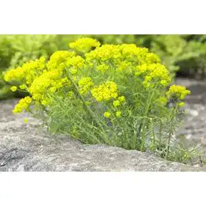 Wolfsmilch plantapro euphorbia cyparissias p 05