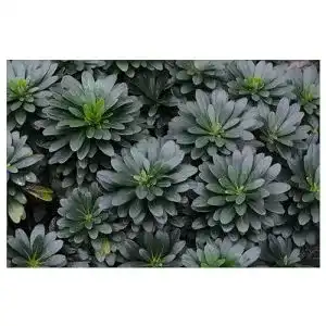Wolfsmilch stauden gaenge 1 x euphorbia amygdaloides ssp