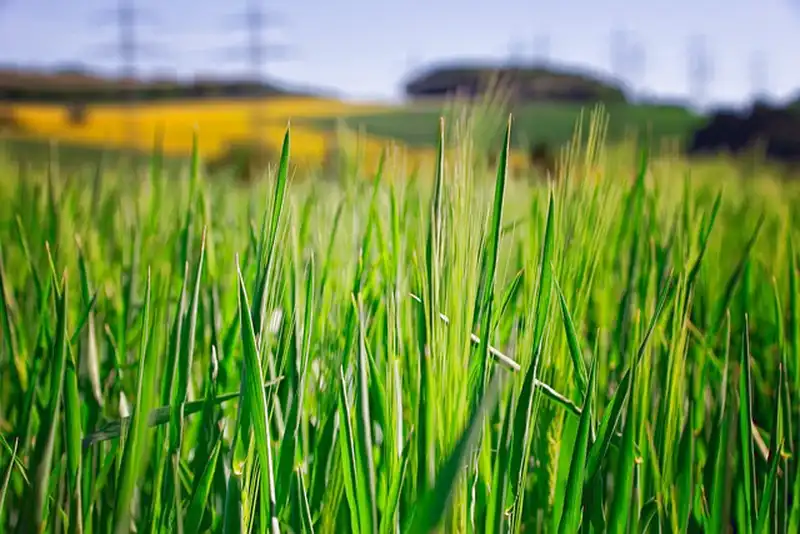 barley grass
