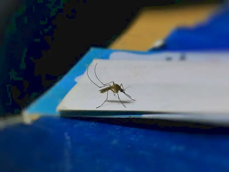 spina di zanzara
