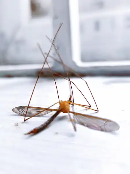 komarac utikač
