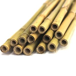 Bambusrør TerraGala bambusstenger 1,8m, Ø 13-16mm (20)