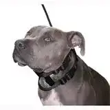 Erziehungshalsband cesar millan original illusion collar