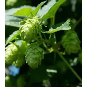 Hopfen samen gardenox 150 samen echter hopfen humulus
