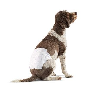Dog diapers Amazon Basics dog diaper for male dogs, disposable