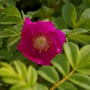 Kartoffelrose baumschule pflanzenvielfalt wildrose rosa rugosa