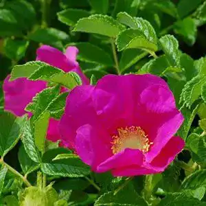 Kartoffelrose muellers gruener garten shop apfelrose rosa rugosa