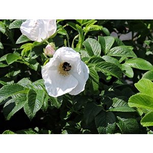 Burgonya rózsa Pflanzen-Discounter24.de 1 db fehér almás rózsa