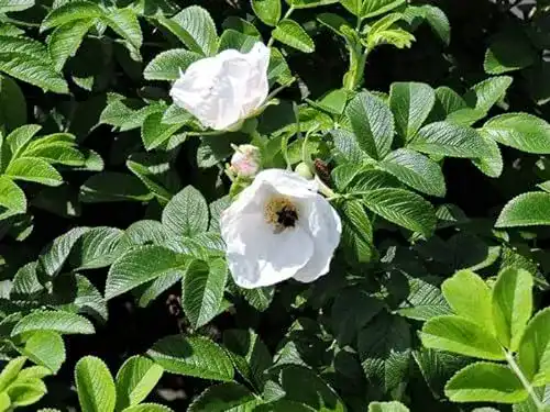 Kartoffelrose Apfelrose 3 Stück im Pflanzen-Discounter
