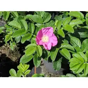 Kartoffelrose Pflanzen im Set von Pflanzen-Discounter24, 5 Stück