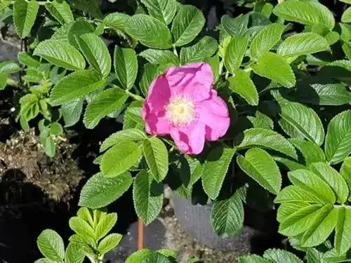 Kartoffelrose Pflanzen im Set von Pflanzen-Discounter24, 5 Stück