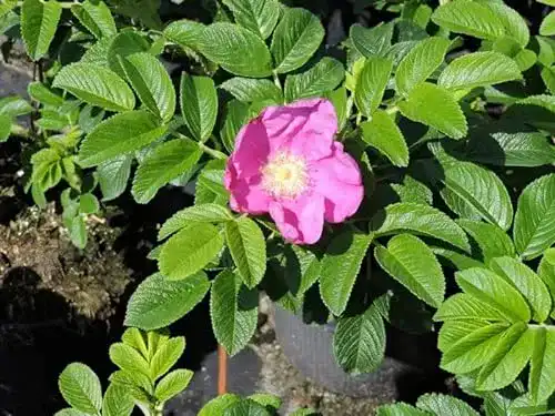 Kartoffelrose Pflanzen im Set von Pflanzen-Discounter24, 5 Stück