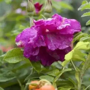 Kartoffelrose pflanzen fuer dich apfelrose rosa rugosa ca 60cm