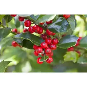 Stechpalme plantapro ilex aquif alaska c 5 30 40 alaska