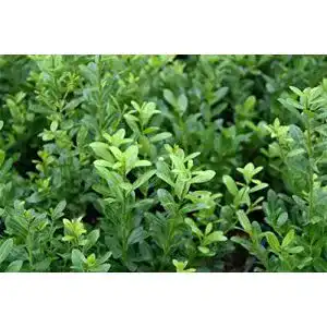 Stechpalme stauden gaenge 10 x ilex crenata caroline upright