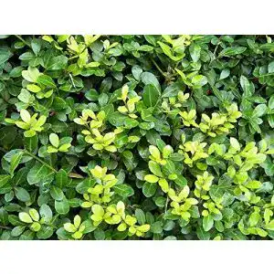 Stechpalme stauden gaenge 10 x ilex crenata green hedge
