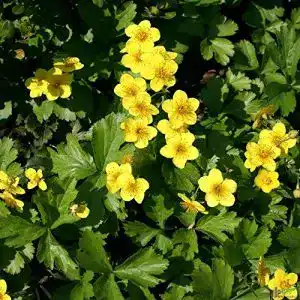 Waldsteinie pille baumschulen waldsteinia ternata golderdbeere