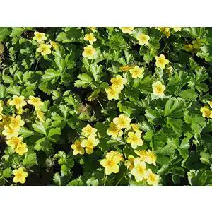 Waldsteinie plantapro waldsteinia ternata dreiblaettrige matten