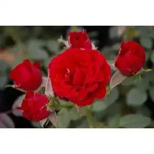 Zwergrose baumschule pflanzenvielfalt rosa scarlet hit