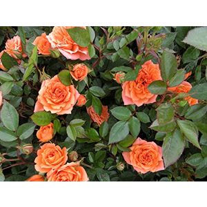 dwarf rose