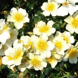 Zwergrose Garten Schlüter Sonnenröschen® ADR-Rose