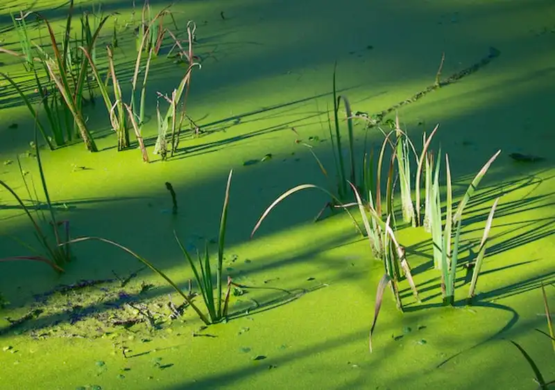 Chaux d'algues