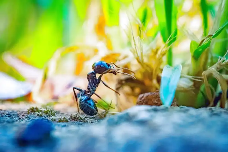 scatola di esche per formiche