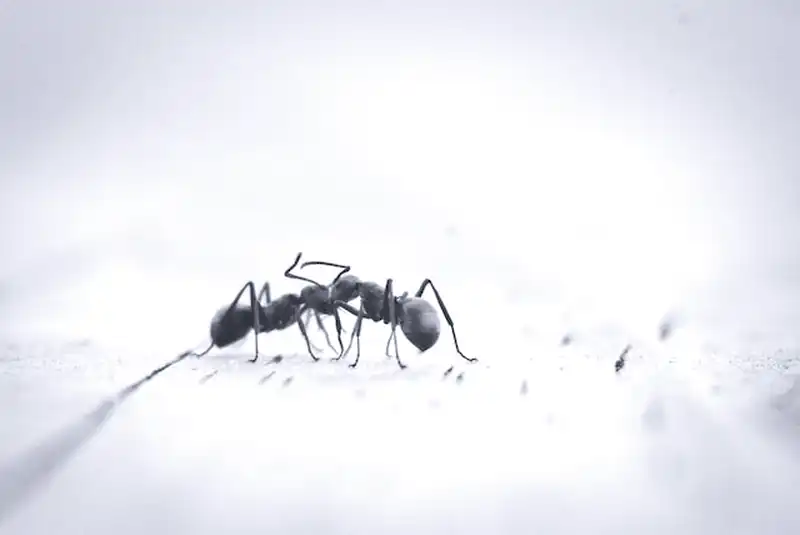 karınca yem kutusu