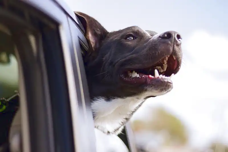 Car Dog Guard