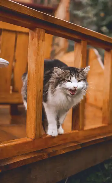 Rede de gato de varanda
