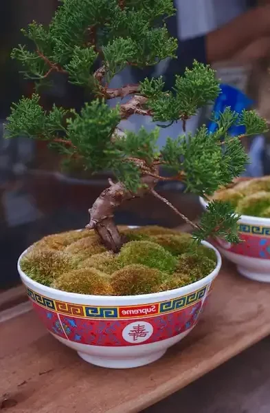 bonsai gødning
