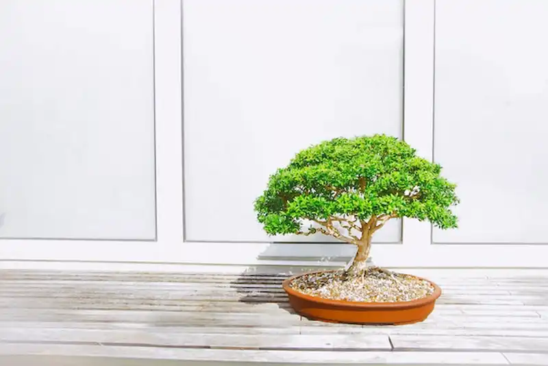 bonsai gødning