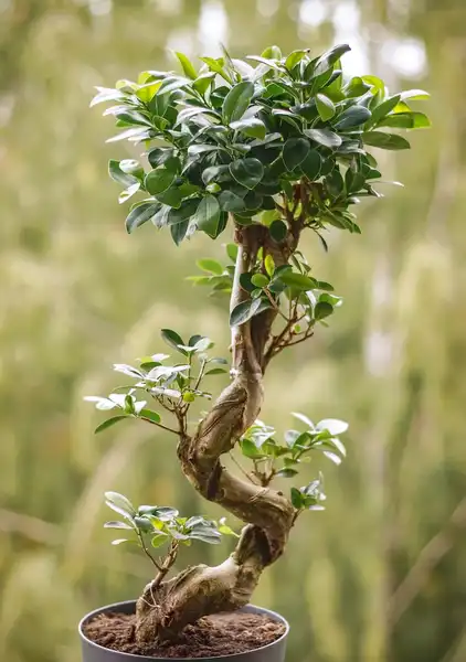 bonsai jord