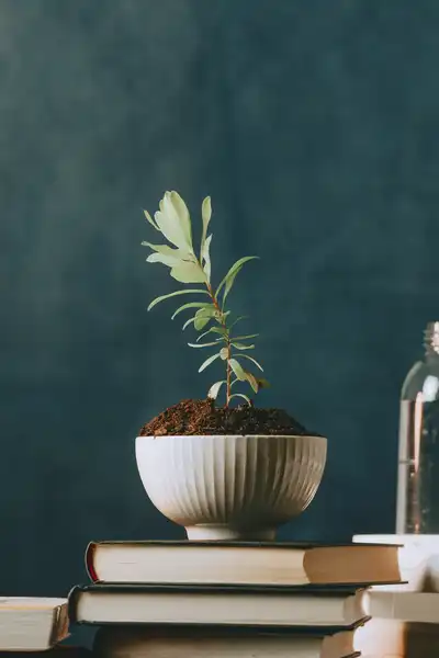 terreno per bonsai