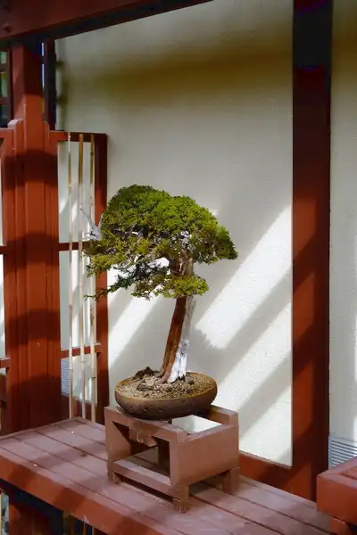 forbici per bonsai