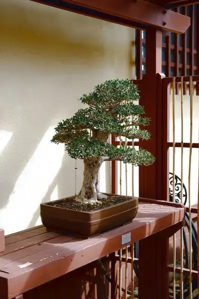 bonsai makaze